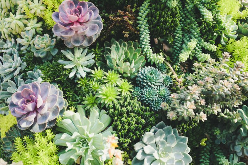 Keep Going, Keep Growing: Plant Your Own Succulent